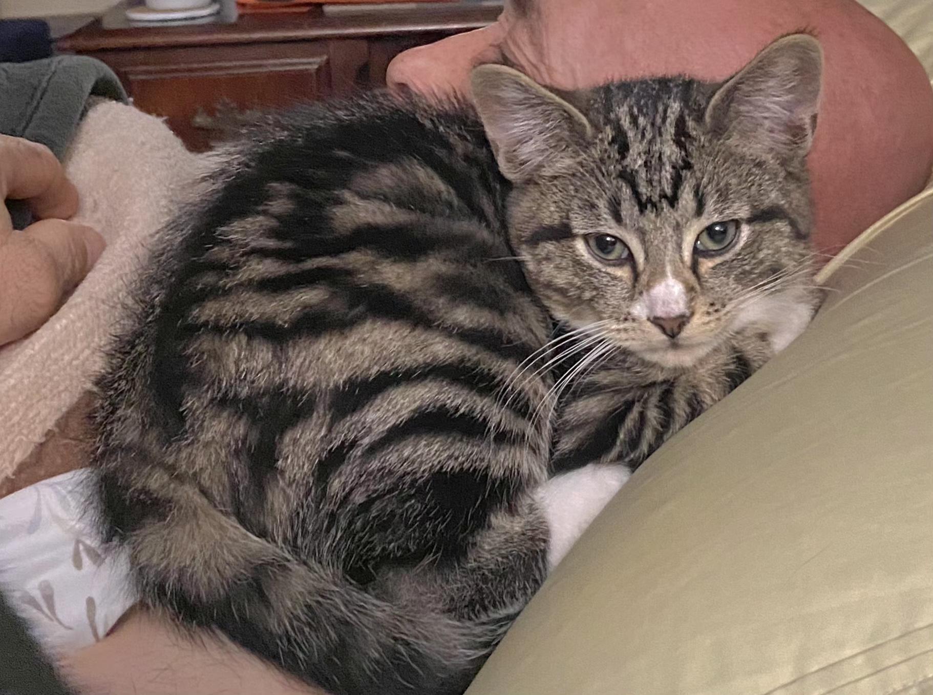 Enlarge Socks, a Adoptable Tabby in Springfield, OR image 4/4