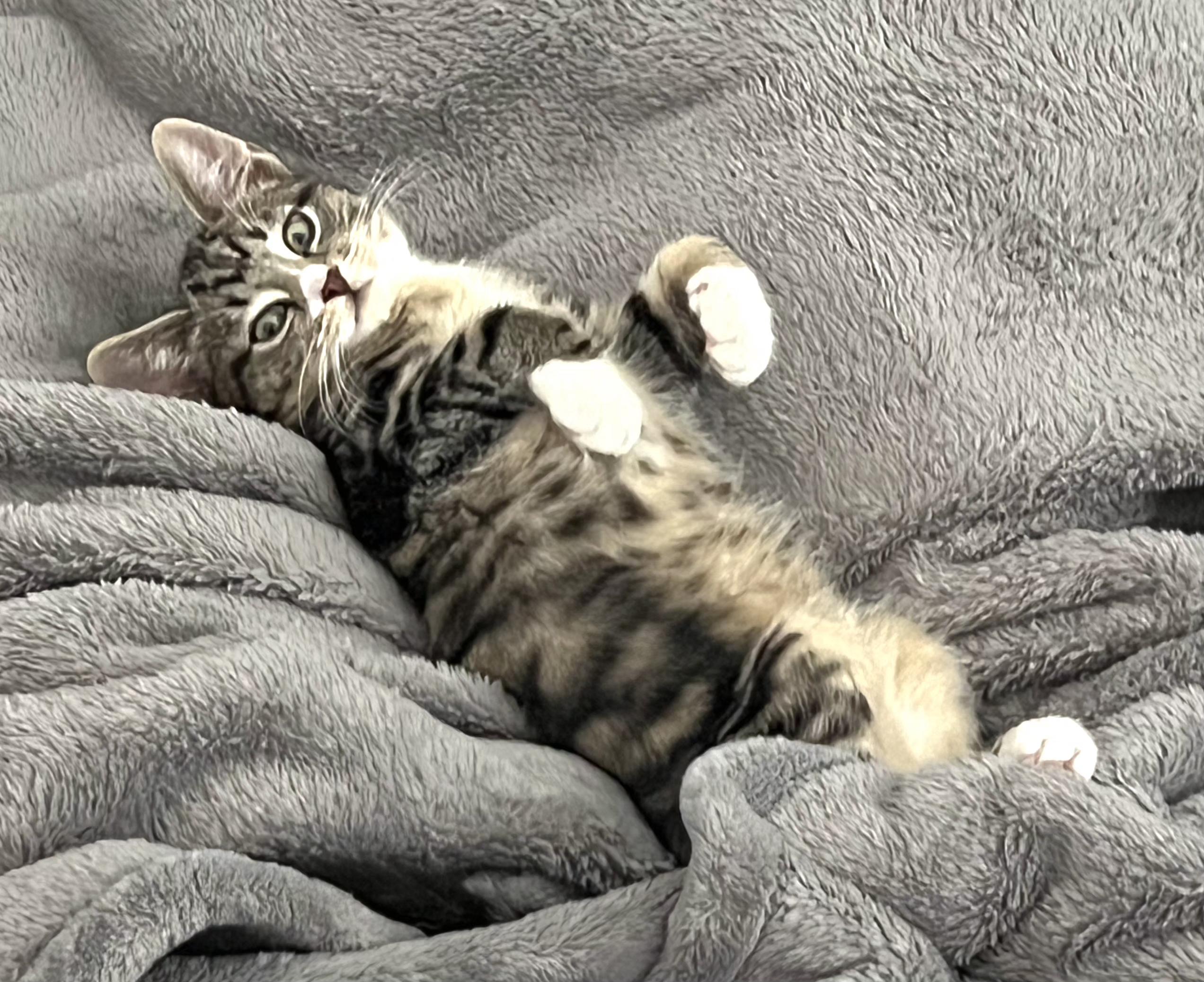 Socks, Adoptable, Kitten Male Tabby.