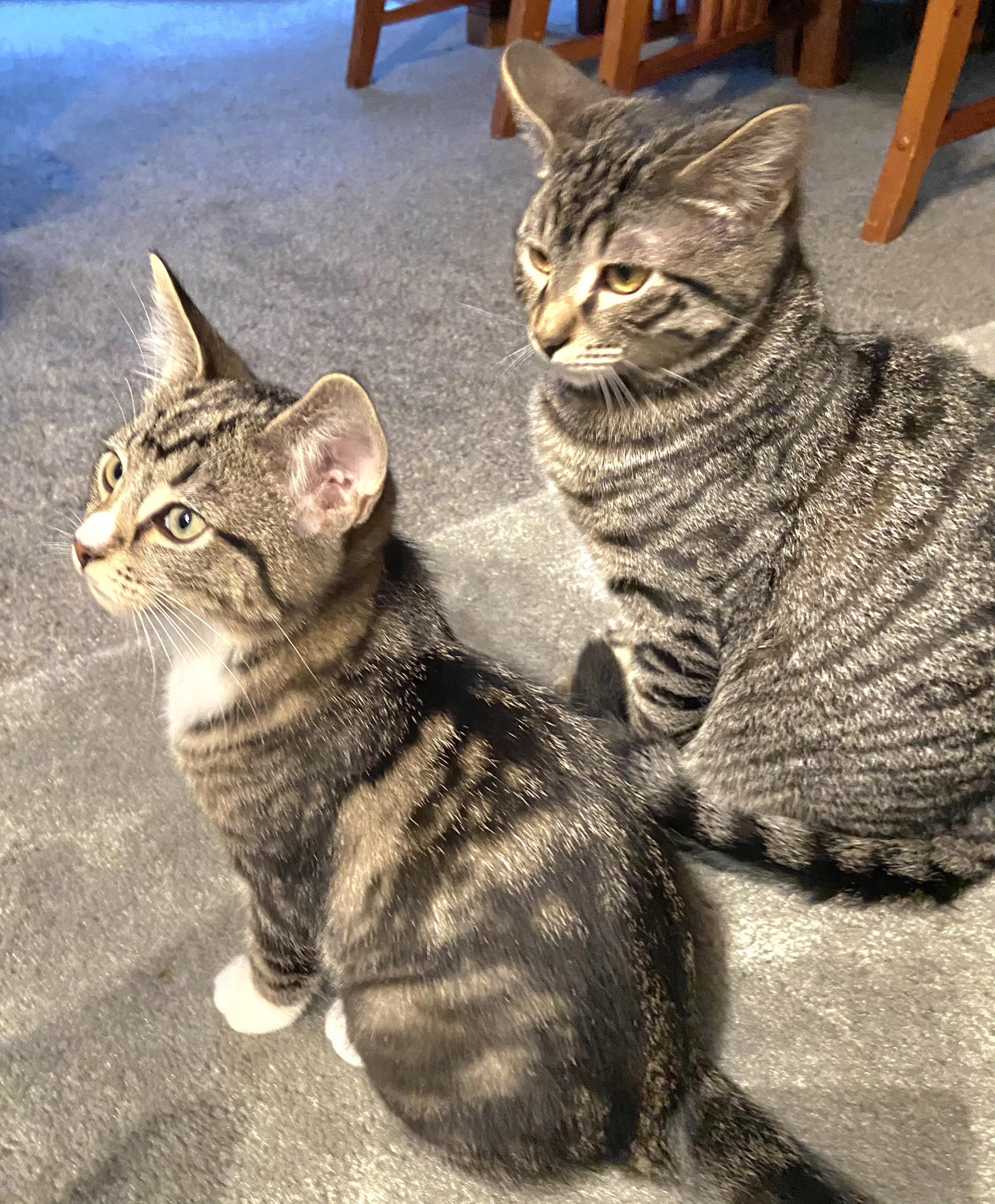 Enlarge Socks, a Adoptable Tabby in Springfield, OR image 3/4