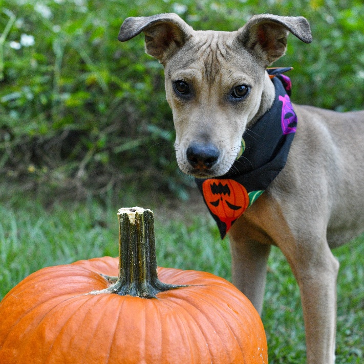 Dog for adoption Oakley, a Bulldog in Argyle, NY Petfinder
