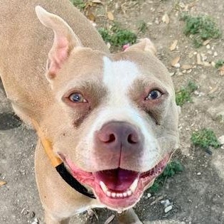 Enlarge Koda, a ADOPTABLE Mixed Breed in Georgetown, TX image 2/3