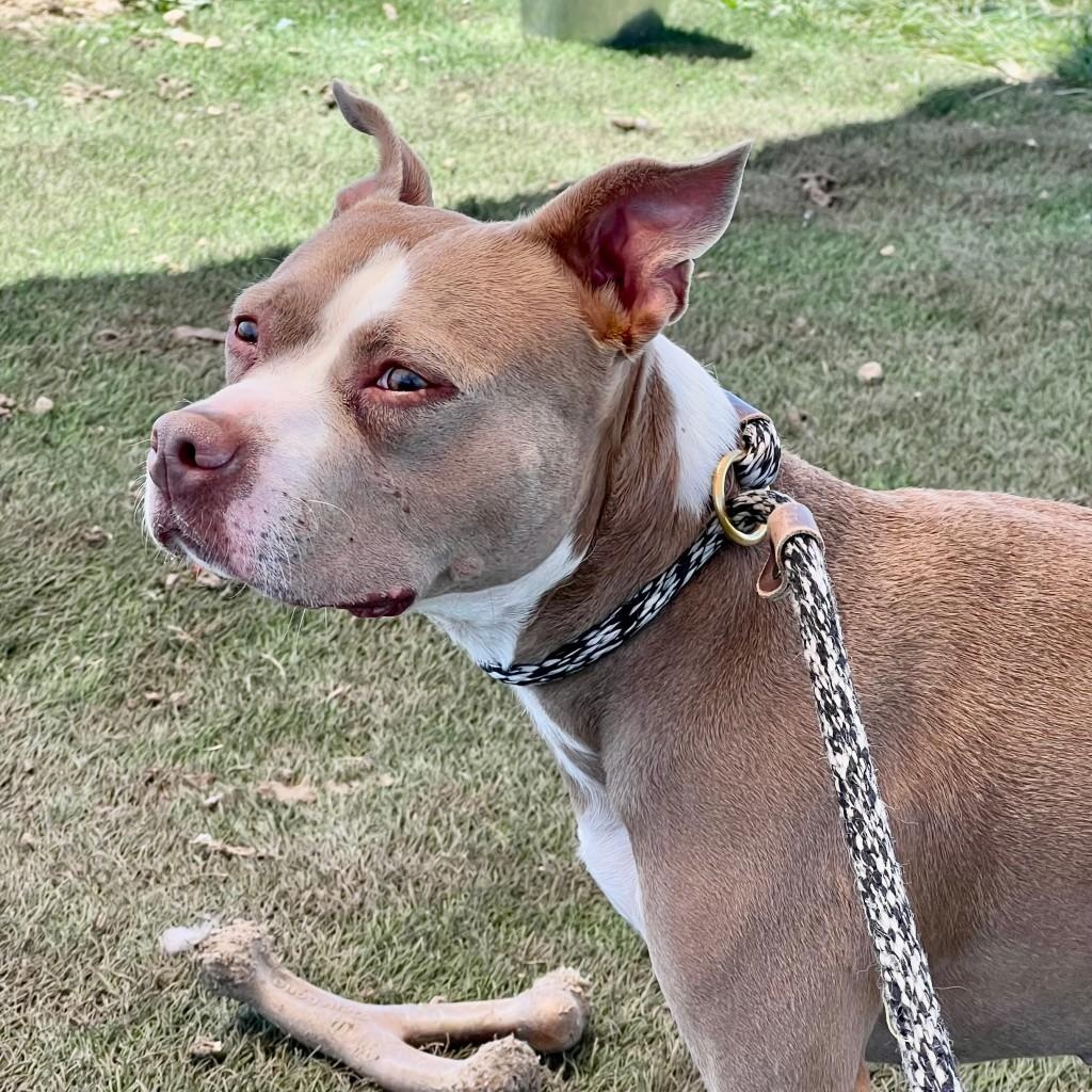 Enlarge Koda, a ADOPTABLE Mixed Breed in Georgetown, TX image 3/3