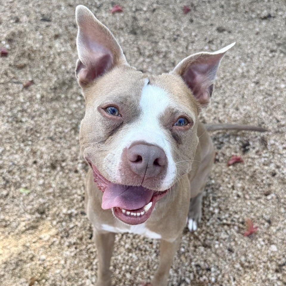 Enlarge Koda, a ADOPTABLE Mixed Breed in Georgetown, TX image 1/3