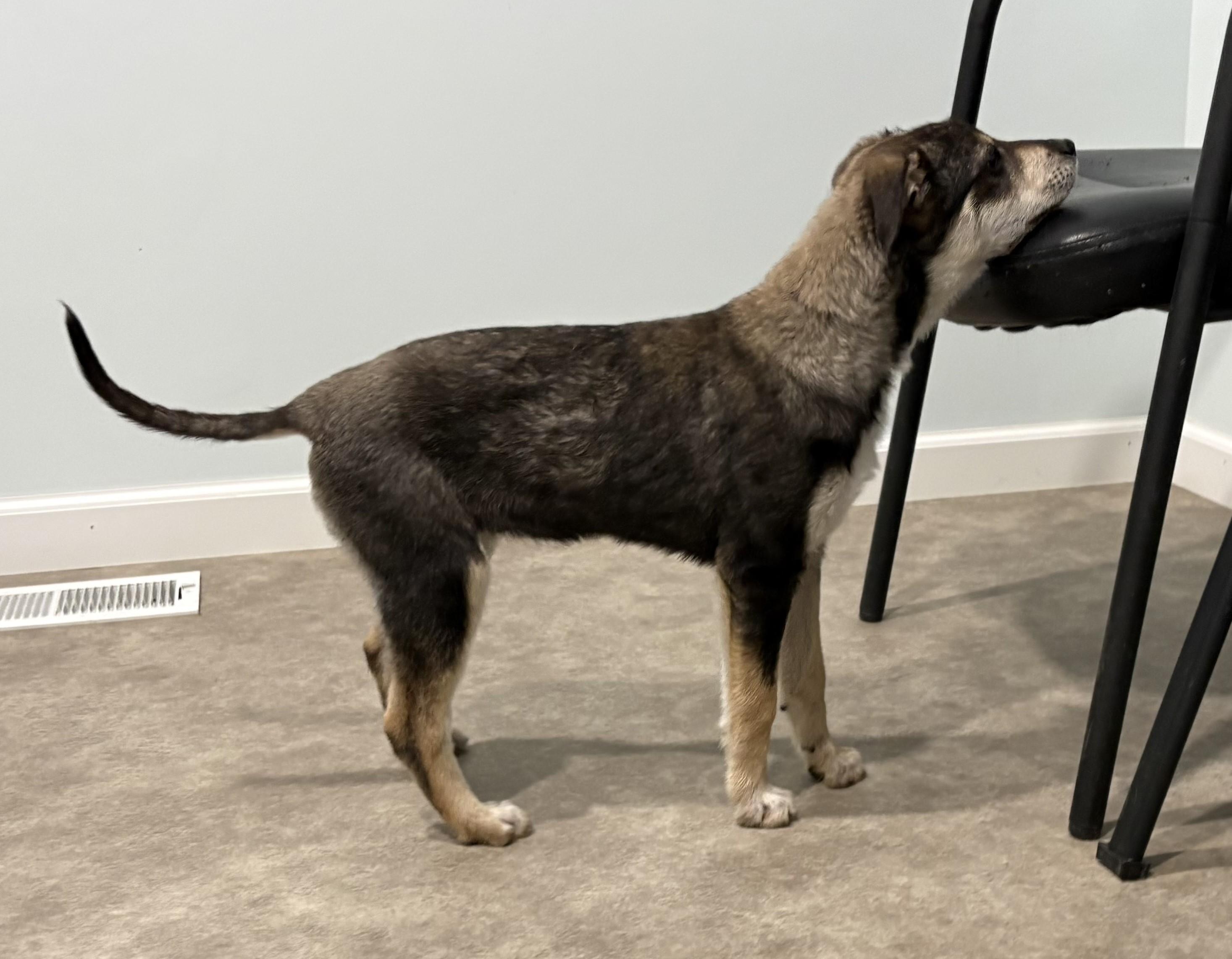 Brie, a ADOPTABLE mixed breed in Grant, NE image 5/5