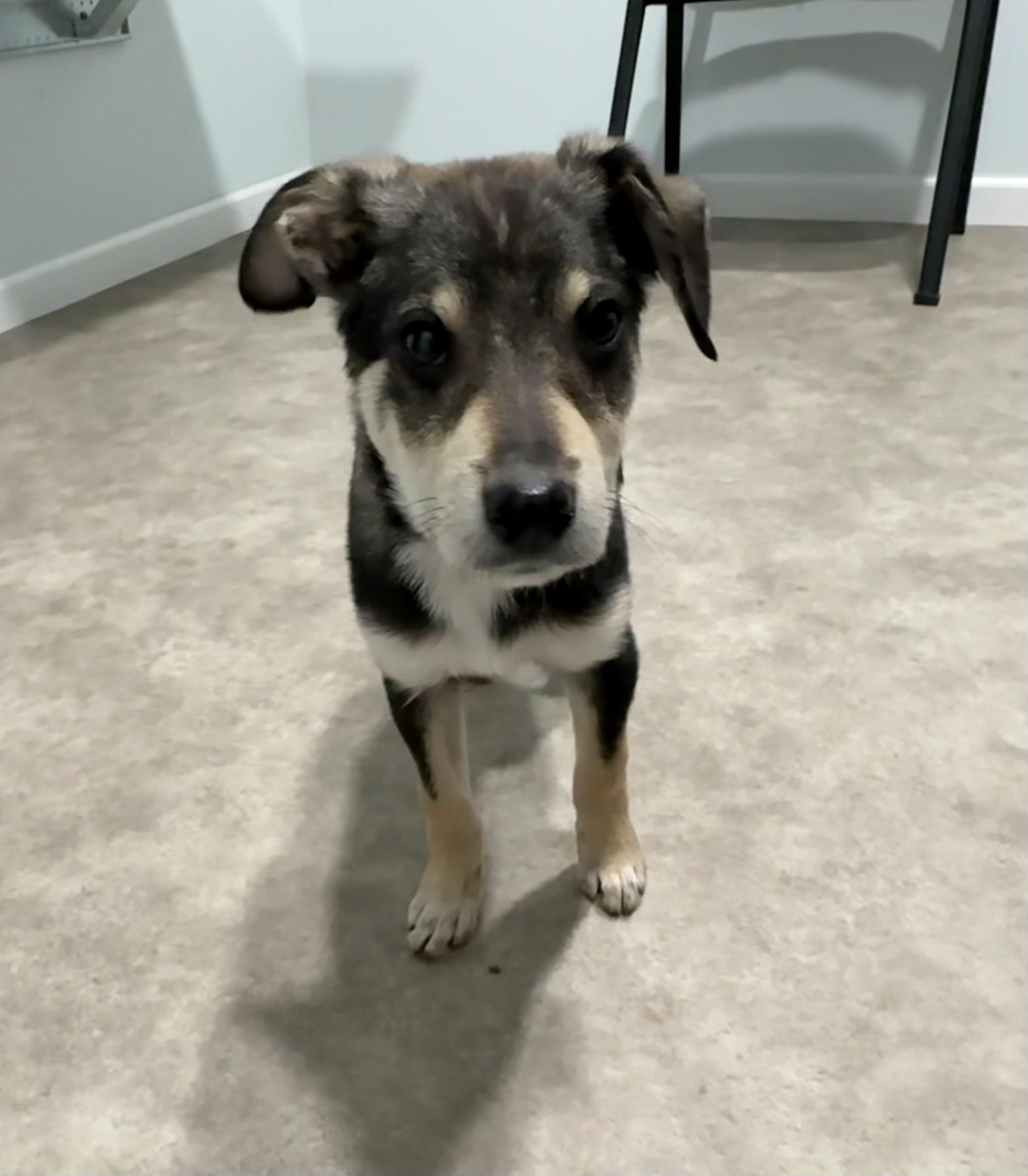 Brie, a ADOPTABLE mixed breed in Grant, NE image 4/5