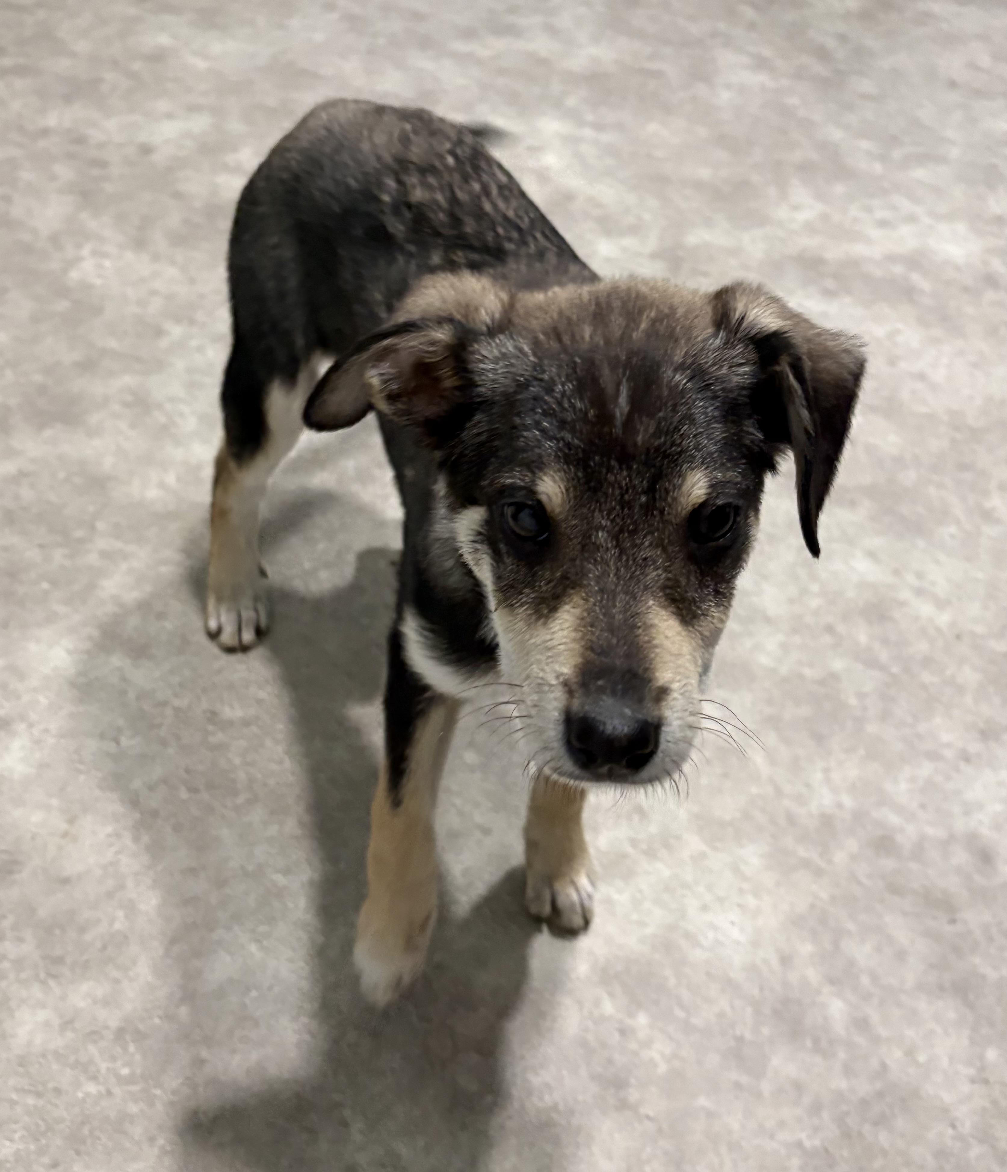 Brie, a ADOPTABLE mixed breed in Grant, NE image 2/5