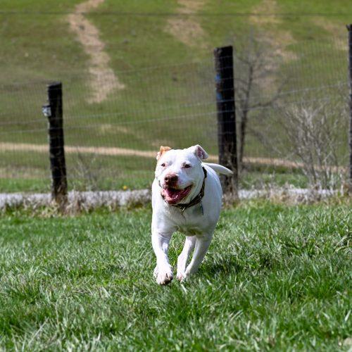 Enlarge Chilli, a Adoptable mixed breed in Georgetown, KY image 1/6