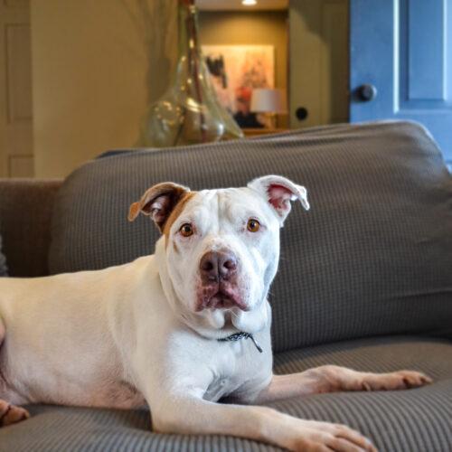 Chilli, Adoptable, Adult Female Mixed Breed.