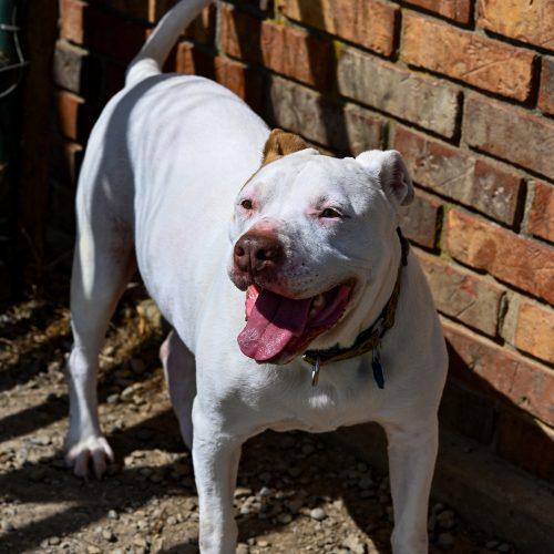 Enlarge Chilli, a Adoptable mixed breed in Georgetown, KY image 2/6