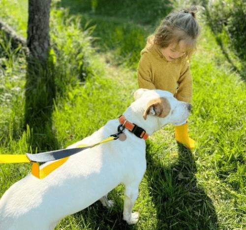 Chilli, a Adoptable mixed breed in Georgetown, KY image 3/5