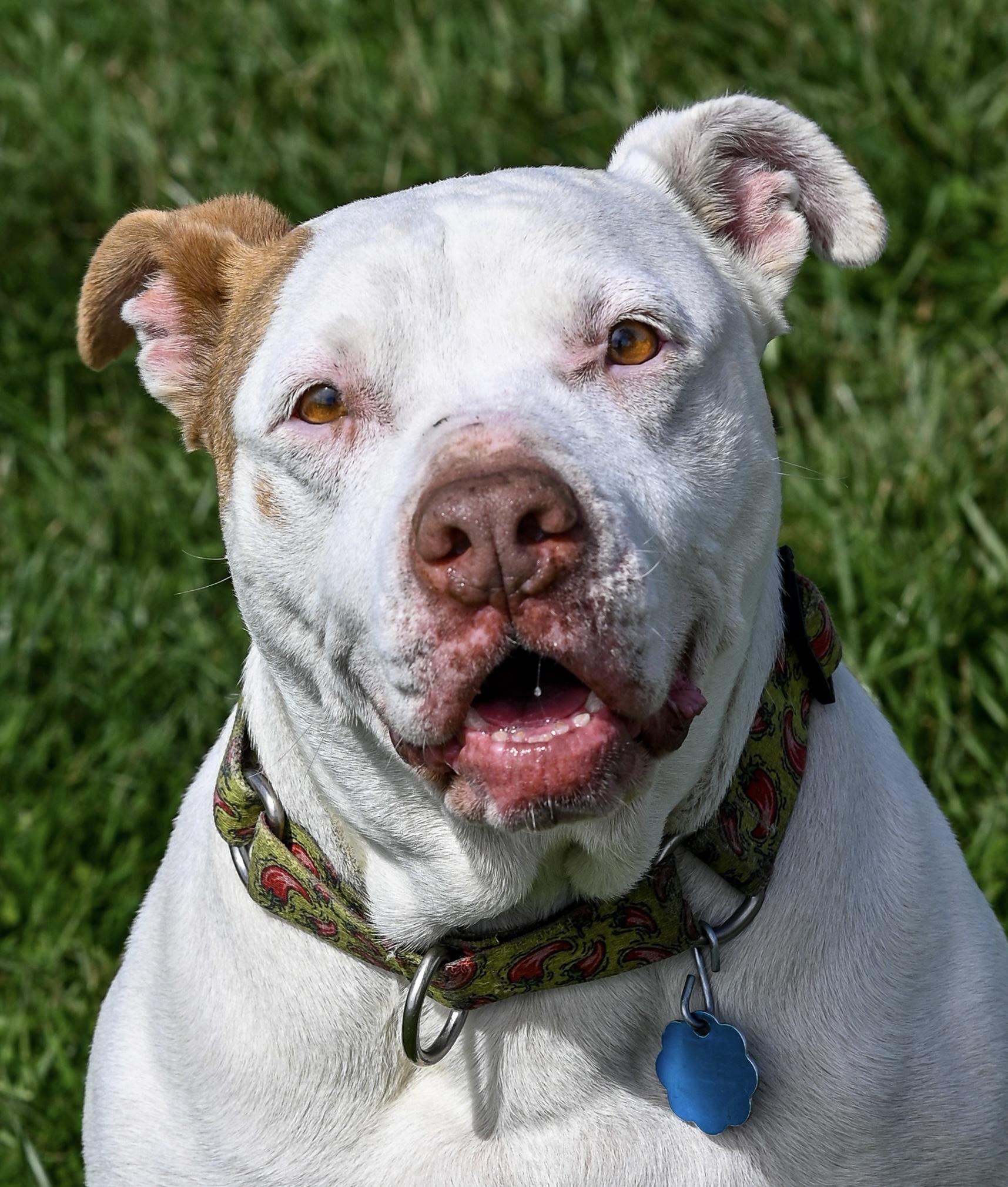 Enlarge Chilli, a Adoptable mixed breed in Georgetown, KY image 3/6