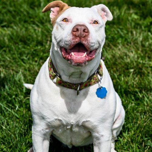 Enlarge Chilli, a Adoptable mixed breed in Georgetown, KY image 4/6