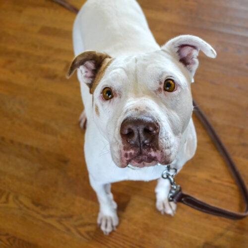 Chilli, Adoptable, Adult Female Mixed Breed.