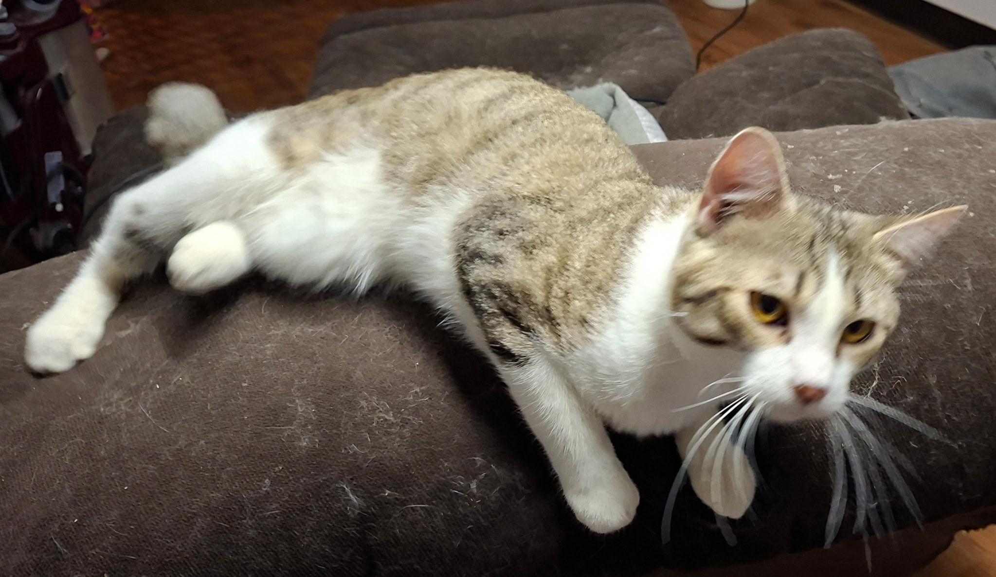 Enlarge Felix, a Adopted Domestic Short Hair in Pocatello, ID image 1/2