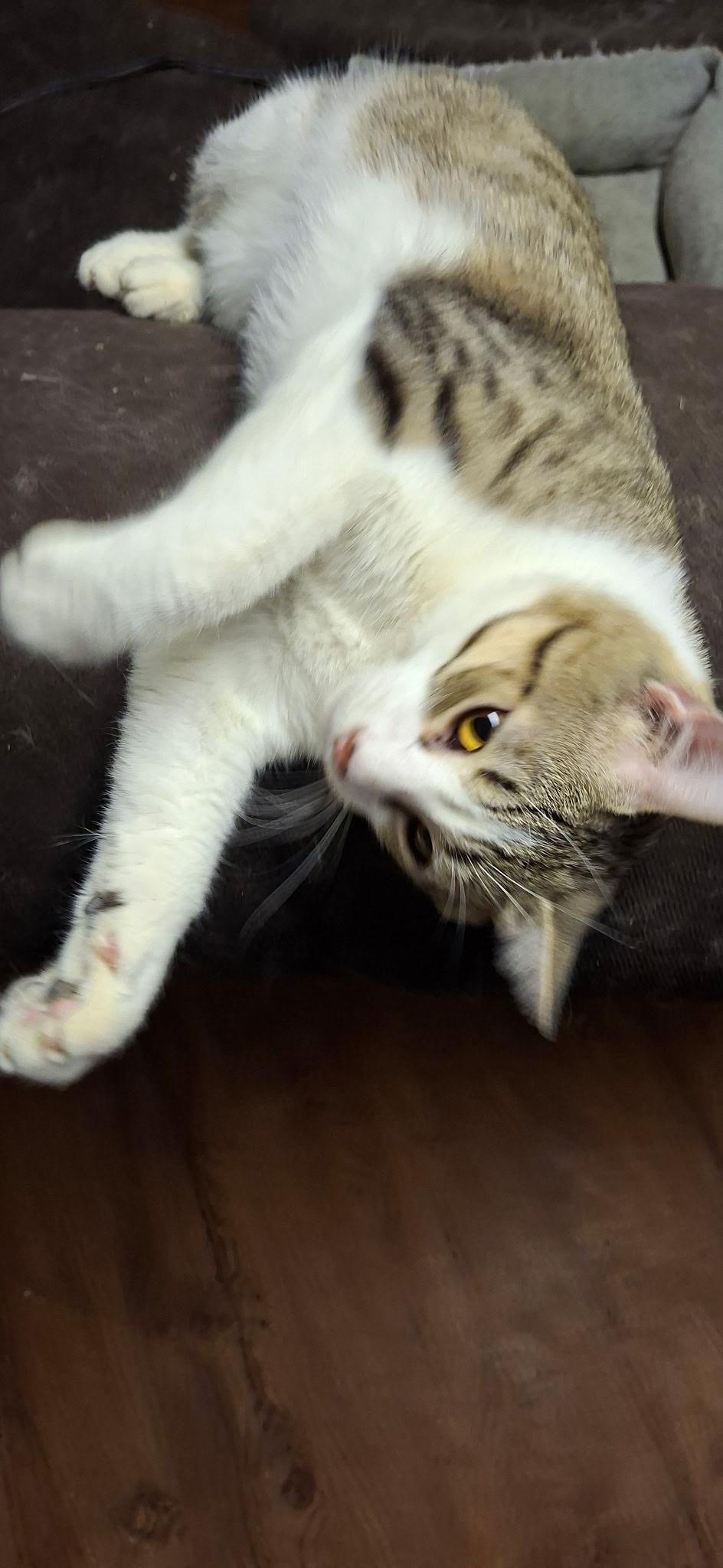 Enlarge Felix, a Adopted Domestic Short Hair in Pocatello, ID image 2/2