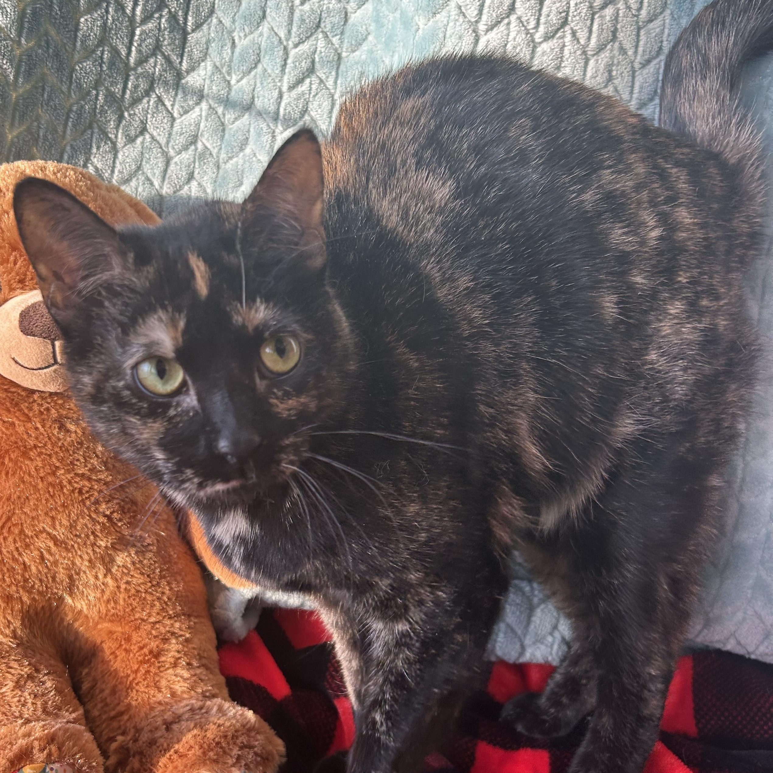 Enlarge Fiona, a Adoptable Tortoiseshell in Madison Heights, MI image 2/4