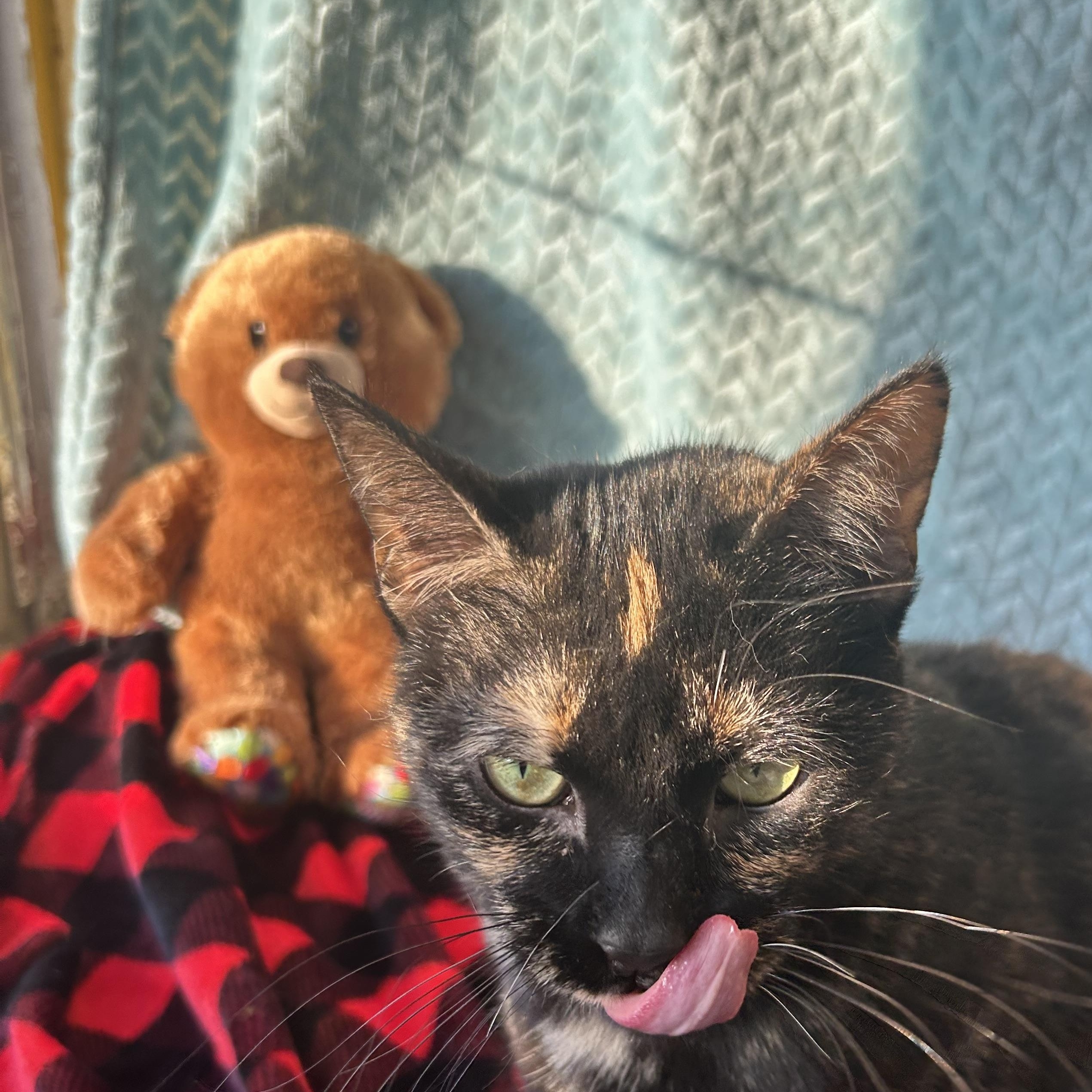 Enlarge Fiona, a Adoptable Tortoiseshell in Madison Heights, MI image 3/4