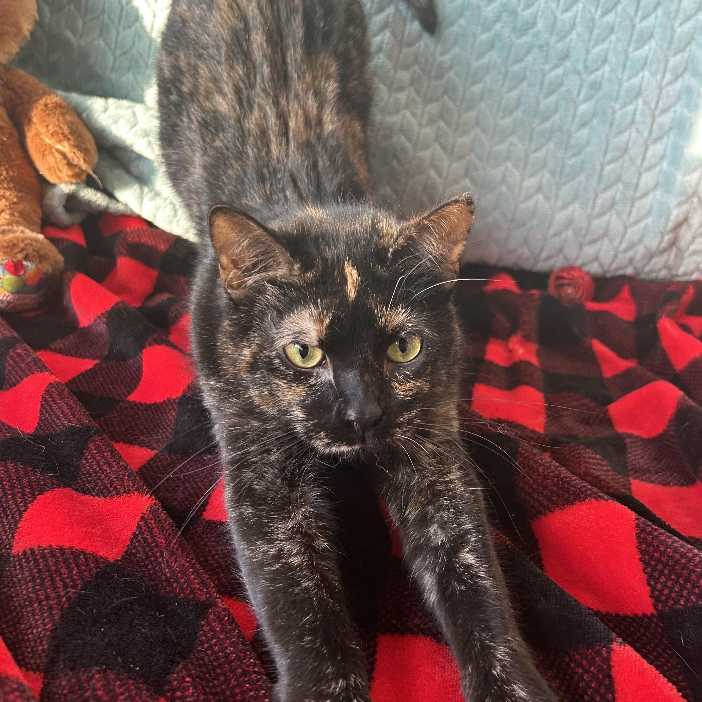 Enlarge Fiona, a Adoptable Tortoiseshell in Madison Heights, MI image 1/4