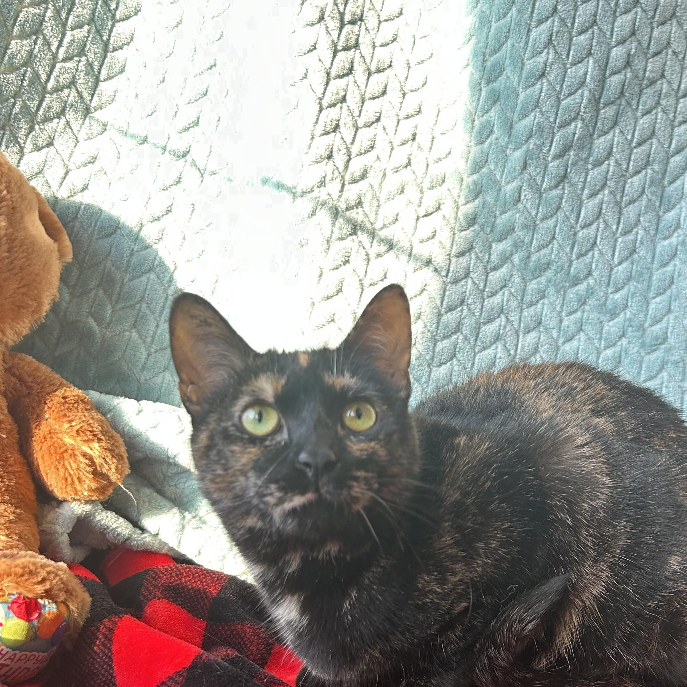 Enlarge Fiona, a Adoptable Tortoiseshell in Madison Heights, MI image 4/4