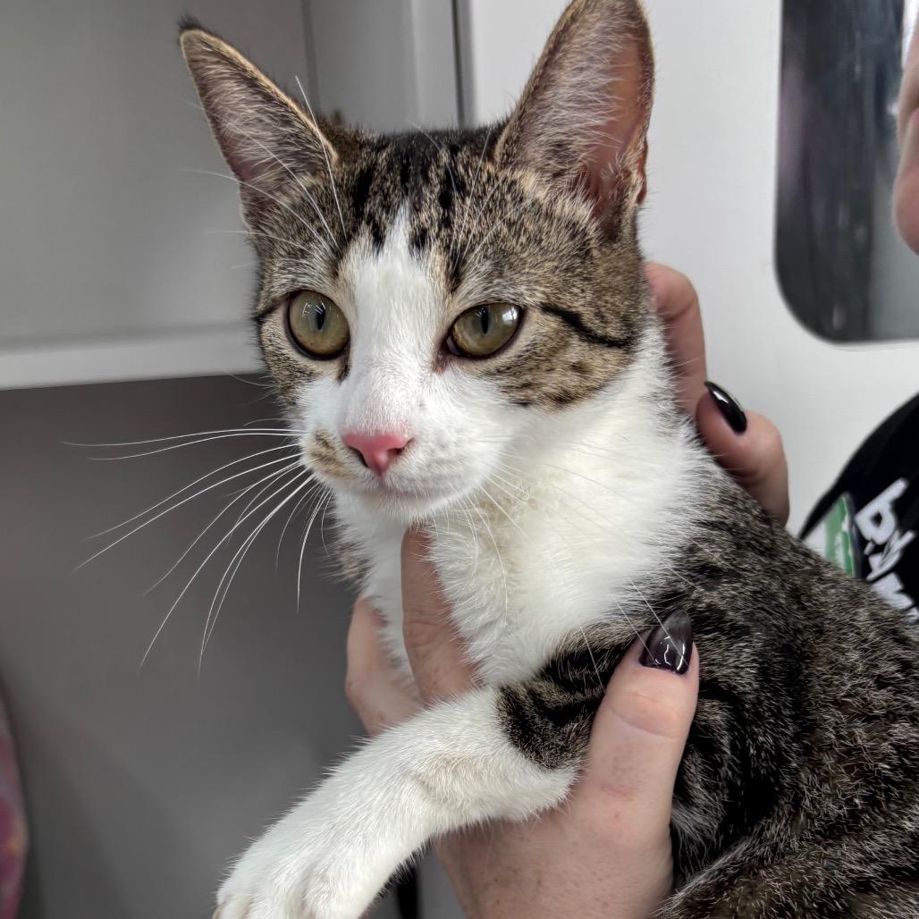 Gummy Bear, Adoptable, Young Female Domestic Short Hair.