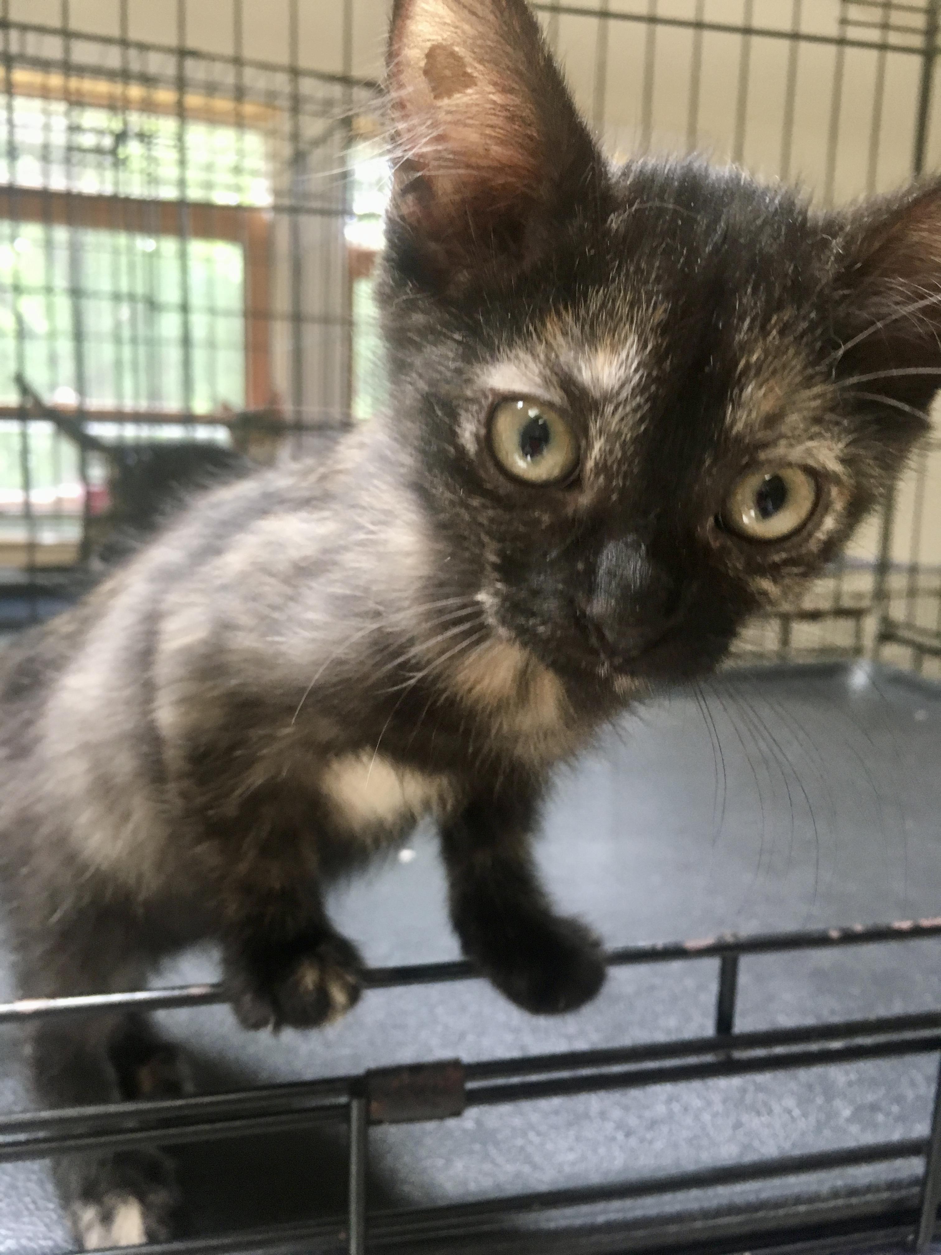 Enlarge Maybelle, a Adoptable mixed breed in Leicester, NC image 2/2