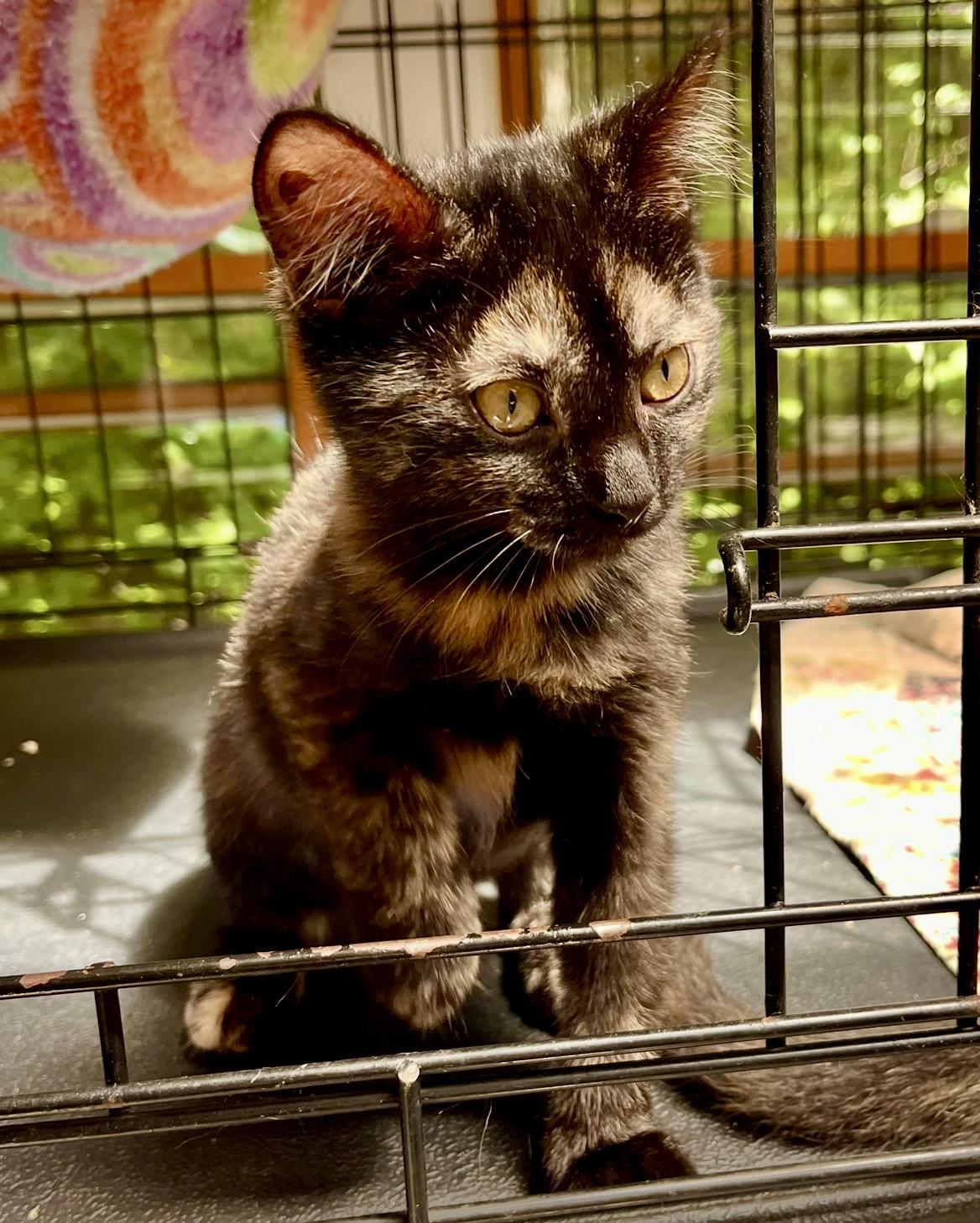 Maybelle, Adoptable, Young Female Domestic Short Hair.