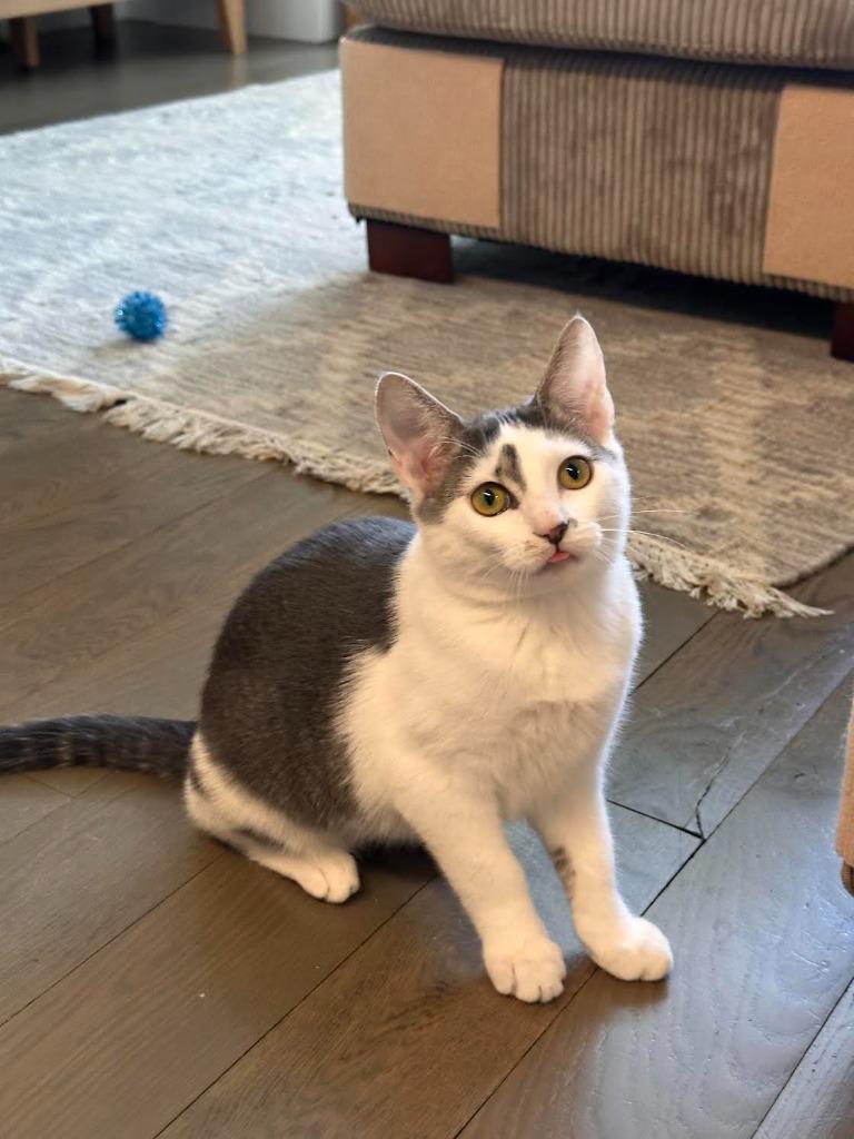 Enzo and Lara (meet us in the Cat Lounge!), Adoptable, Kitten Male Domestic Short Hair.