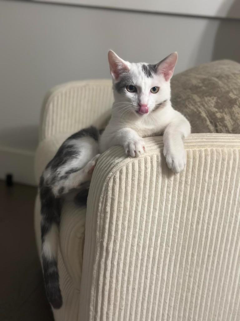 Enzo and Lara (meet us in the Cat Lounge!), a Adoptable mixed breed in Brooklyn, NY image 2/5