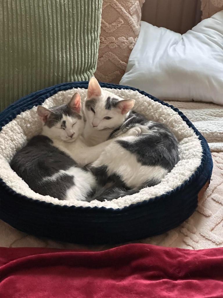 Enzo and Lara (meet us in the Cat Lounge!), a Adoptable mixed breed in Brooklyn, NY image 3/5