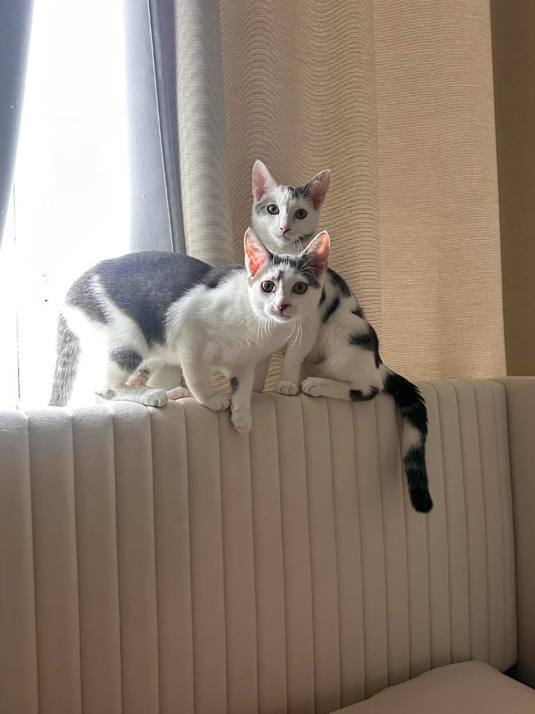 Enzo and Lara (meet us in the Cat Lounge!), a Adoptable mixed breed in Brooklyn, NY image 4/5