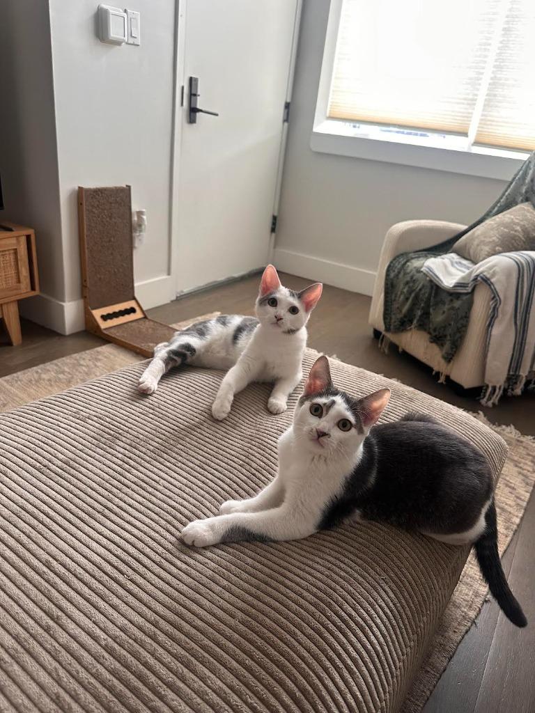 Enzo and Lara (meet us in the Cat Lounge!), a Adoptable mixed breed in Brooklyn, NY image 5/5