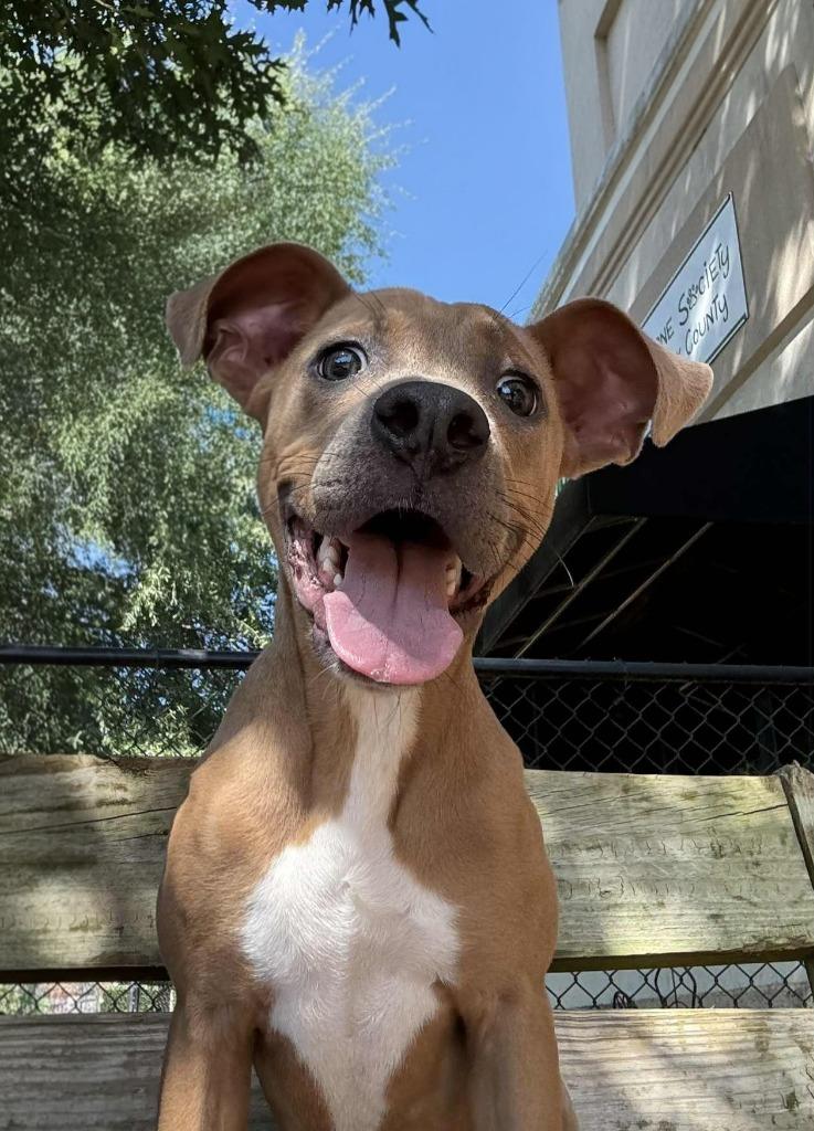 Sprout, Adoptable, Young Male Terrier.