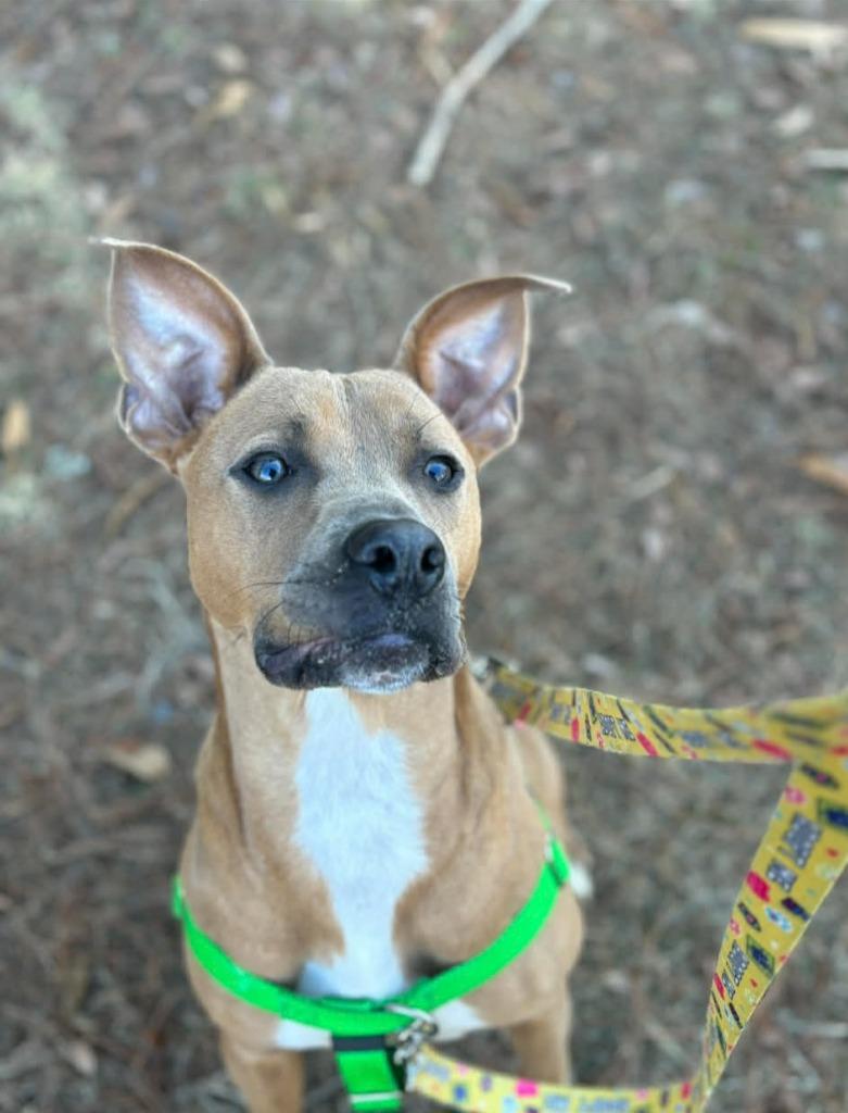 Enlarge Sprout, a Adoptable mixed breed in Fort Mill, SC image 2/6