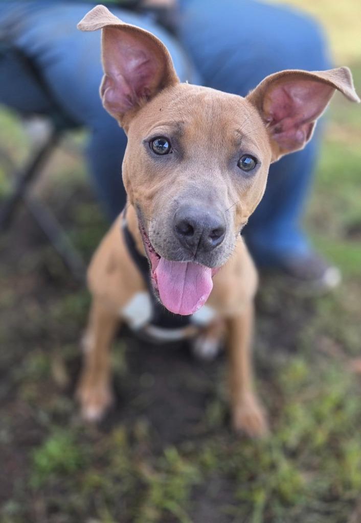 Enlarge Sprout, a Adoptable mixed breed in Fort Mill, SC image 3/6
