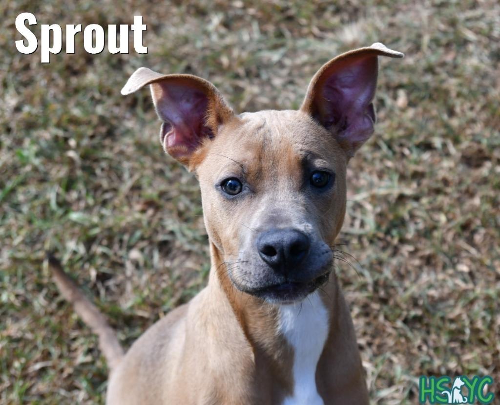 Enlarge Sprout, a Adoptable mixed breed in Fort Mill, SC image 4/6