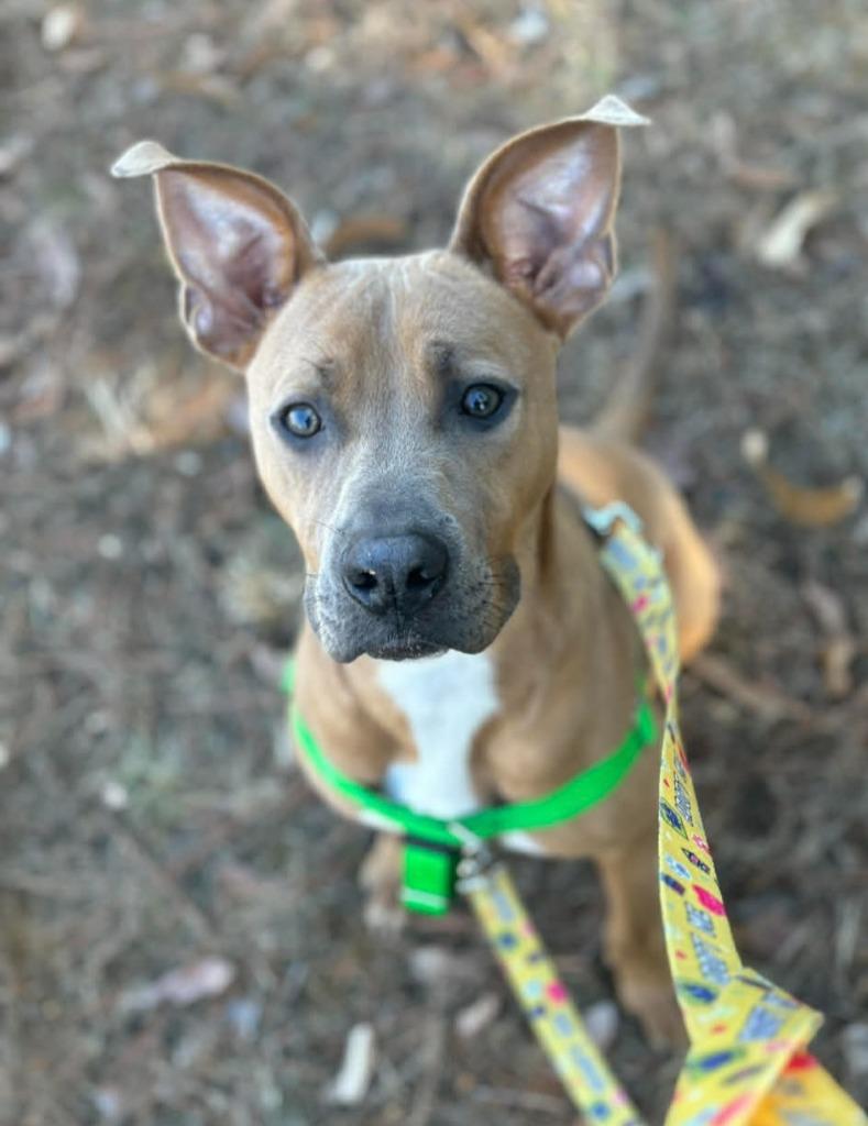Sprout, a Adoptable mixed breed in Fort Mill, SC image 4/6
