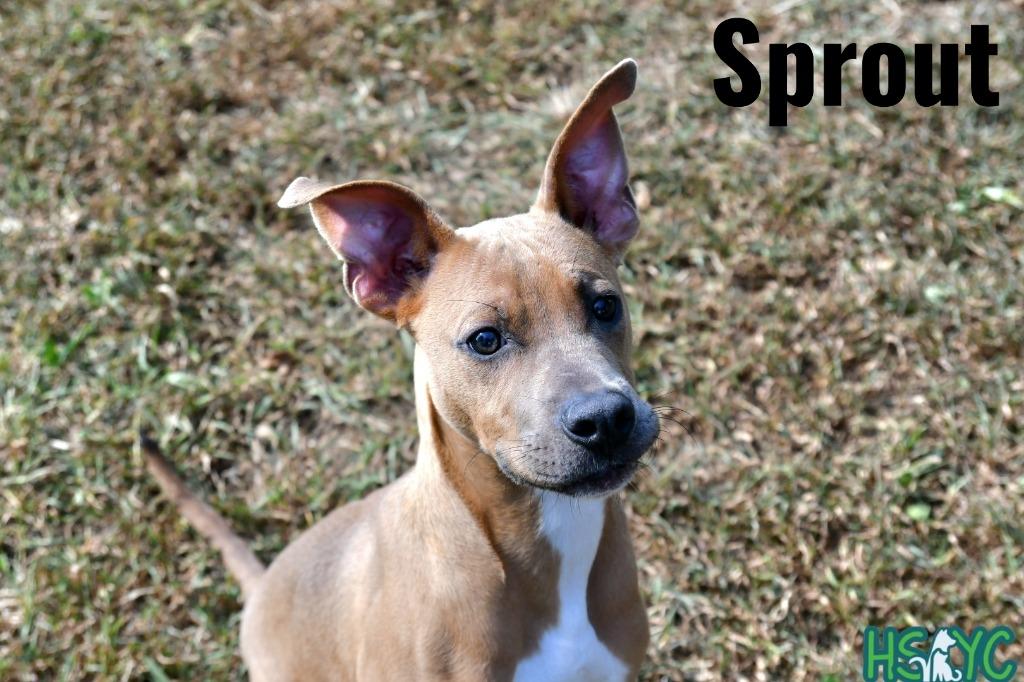 Enlarge Sprout, a Adoptable mixed breed in Fort Mill, SC image 5/6
