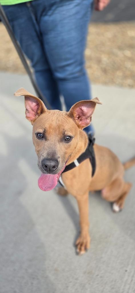 Enlarge Sprout, a Adoptable mixed breed in Fort Mill, SC image 6/6