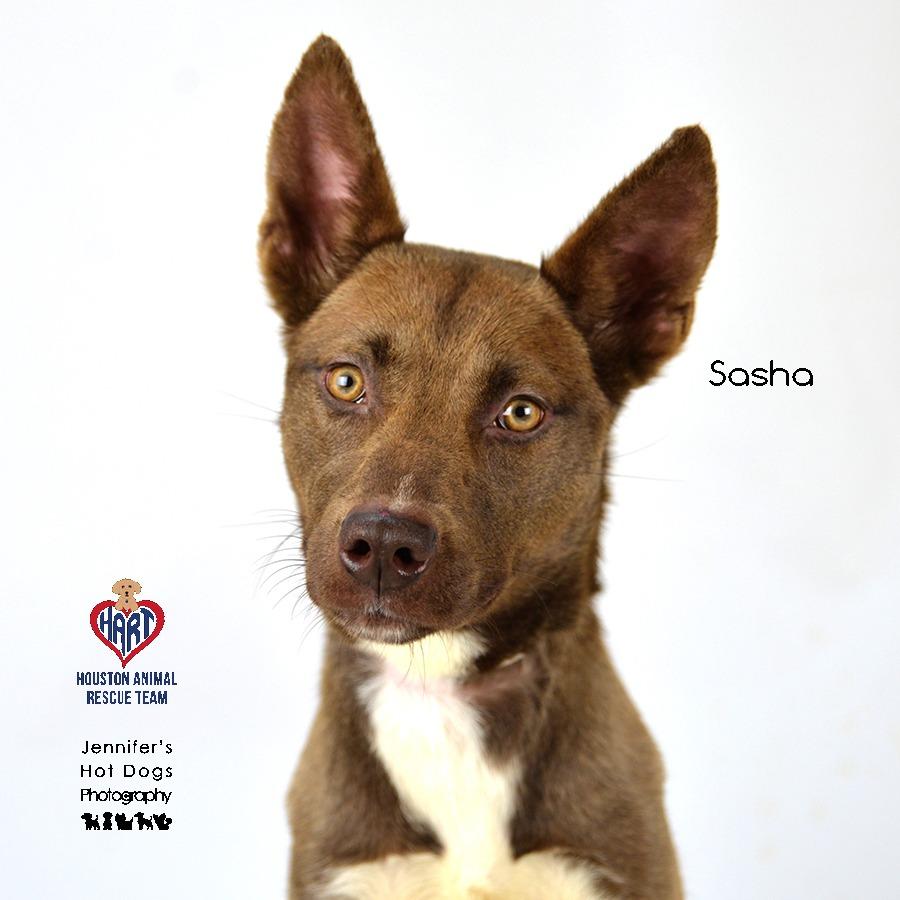 Sasha, Adoptable, Adult Female Thai Ridgeback & Mixed Breed.
