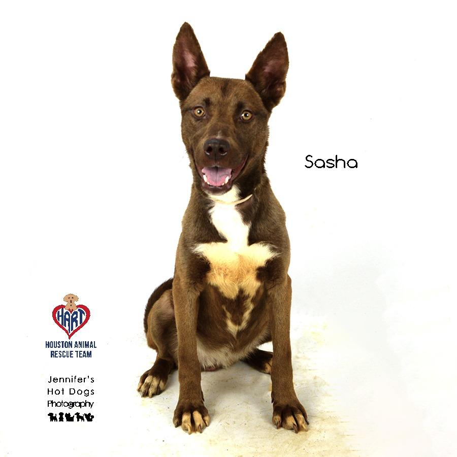 Sasha, Adoptable, Adult Female Thai Ridgeback & Mixed Breed.