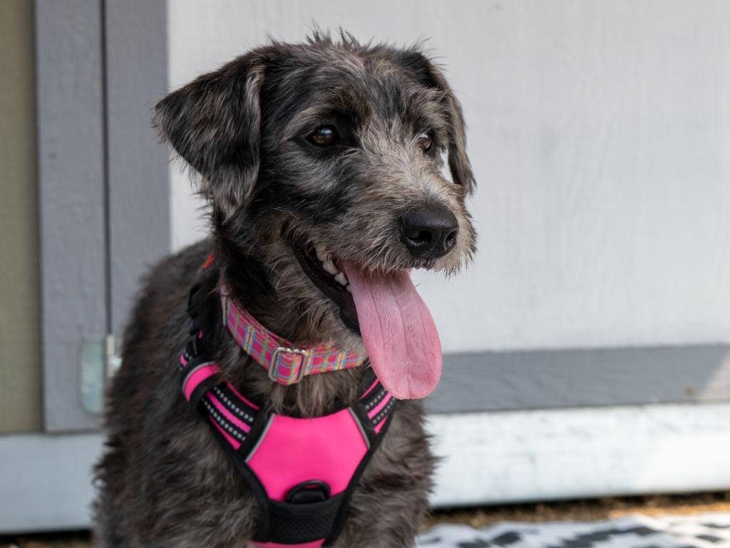 Andi, Adoptable, Puppy Female Wirehaired Terrier & Labrador Retriever.