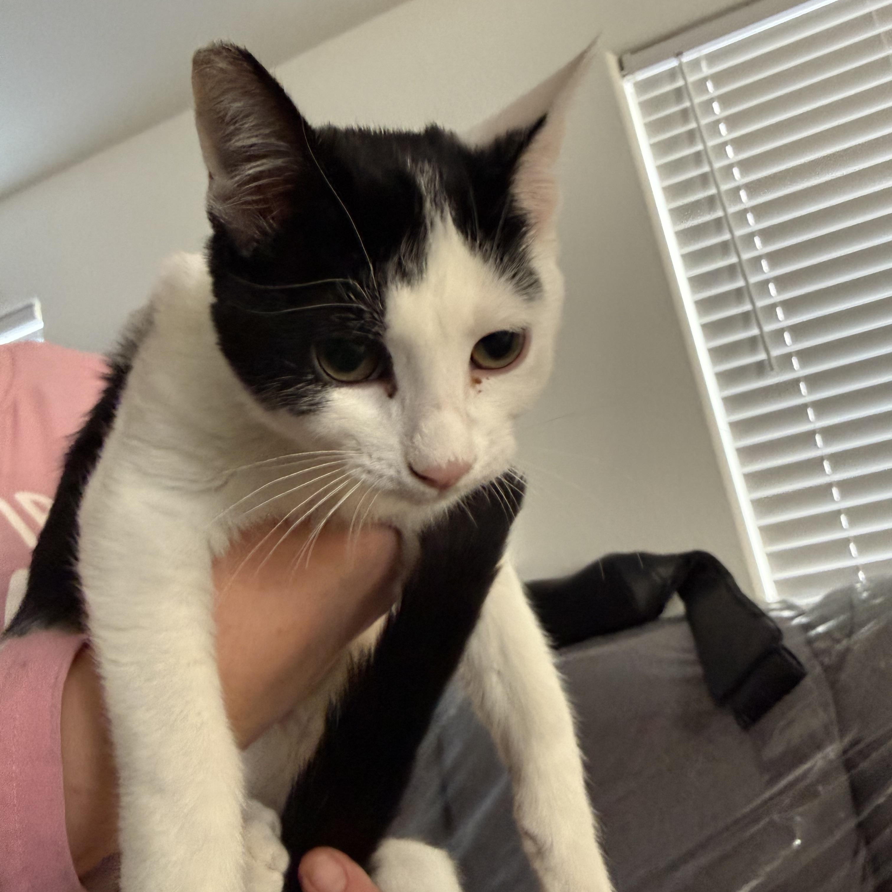 Jasmine, Adoptable, Kitten Female Tuxedo.
