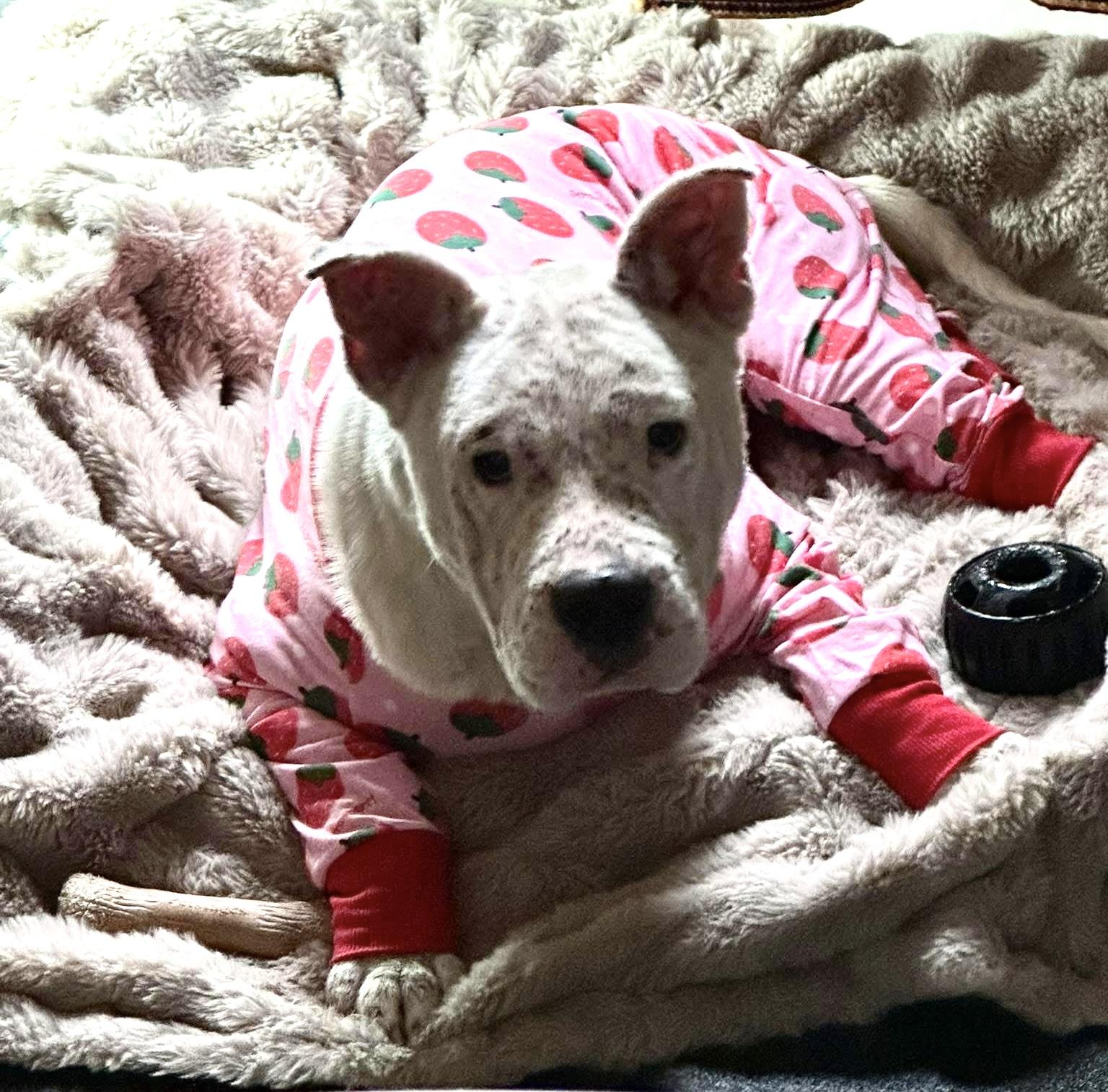 Enlarge Frankie (Hospice foster needed), a ADOPTABLE mixed breed in Milwaukee, WI image 6/6