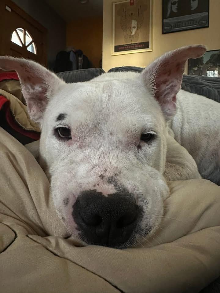 Enlarge Frankie (Hospice foster needed), a ADOPTABLE mixed breed in Milwaukee, WI image 1/6