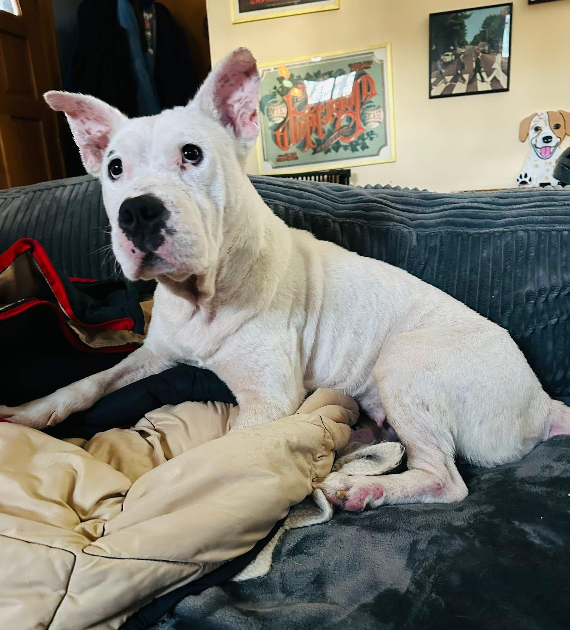 Enlarge Frankie (Hospice foster needed), a ADOPTABLE mixed breed in Milwaukee, WI image 3/6