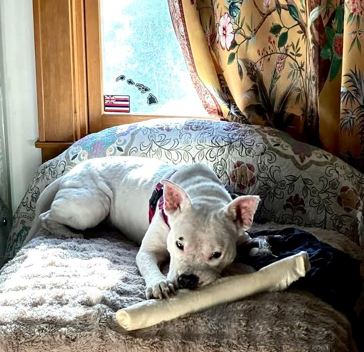 Enlarge Frankie (Hospice foster needed), a ADOPTABLE mixed breed in Milwaukee, WI image 2/6