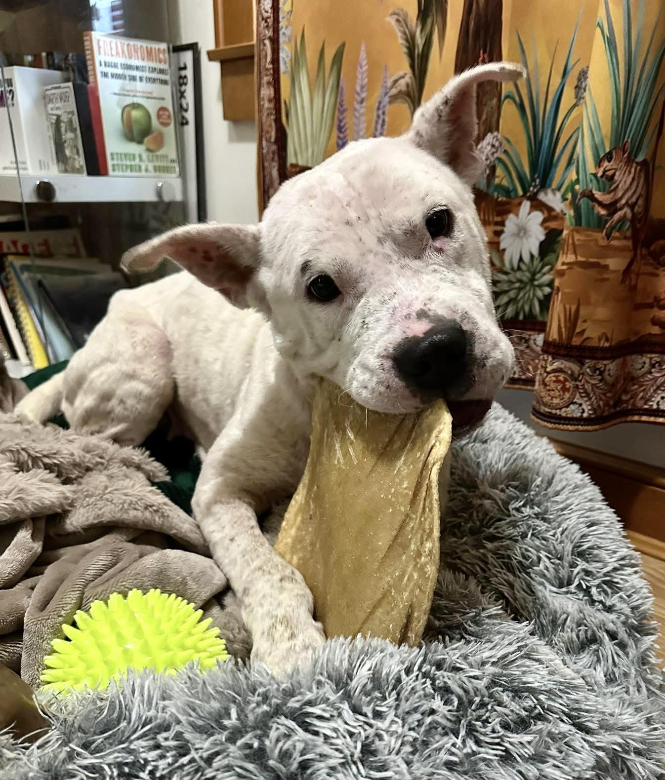 Enlarge Frankie (Hospice foster needed), a ADOPTABLE mixed breed in Milwaukee, WI image 5/6