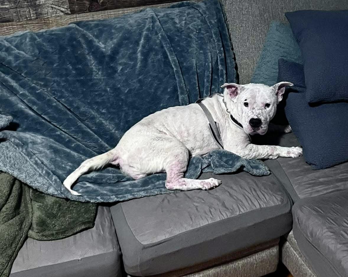 Enlarge Frankie (Hospice foster needed), a ADOPTABLE mixed breed in Milwaukee, WI image 4/6