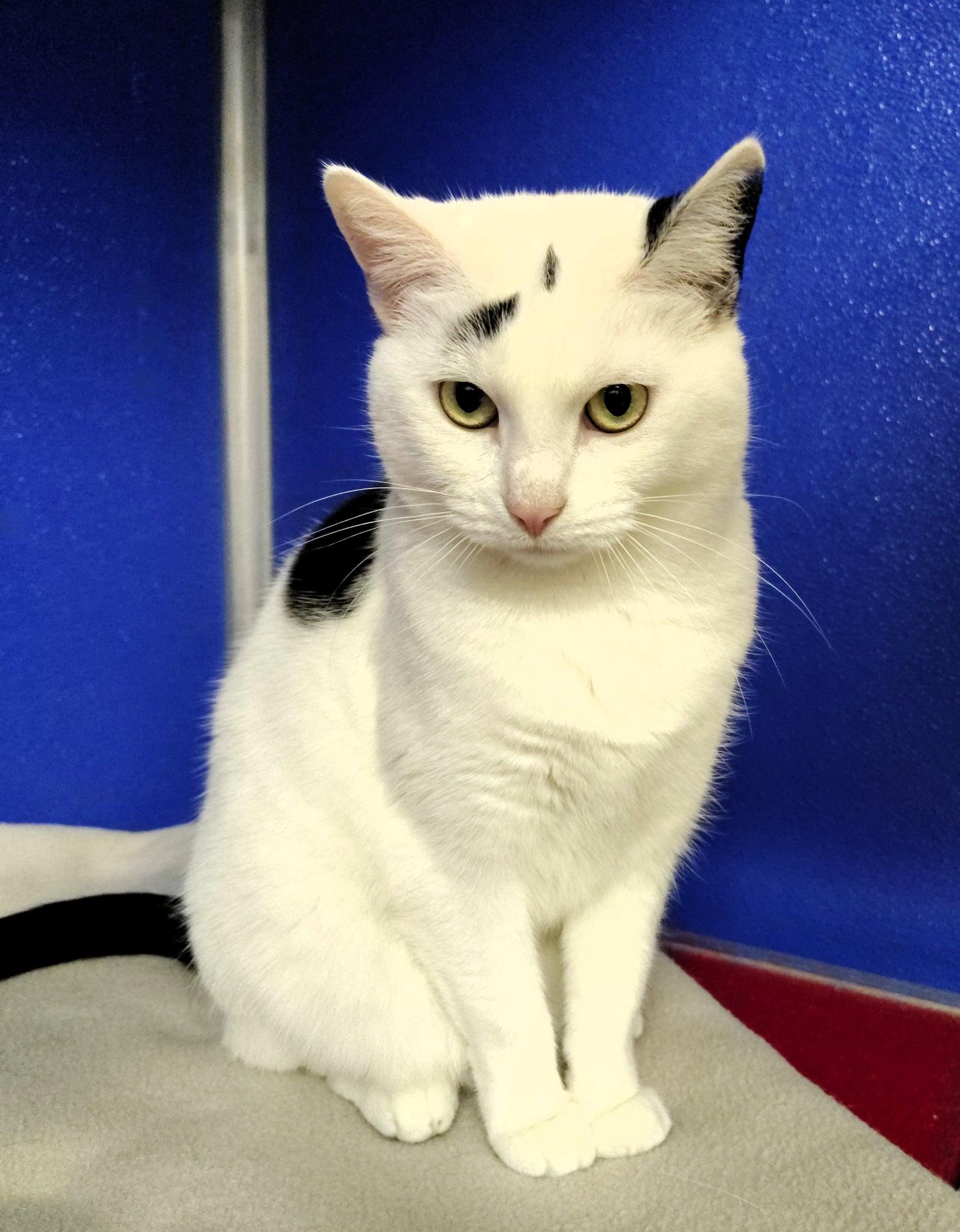 Queen Dora, Adoptable, Adult Female Domestic Short Hair.