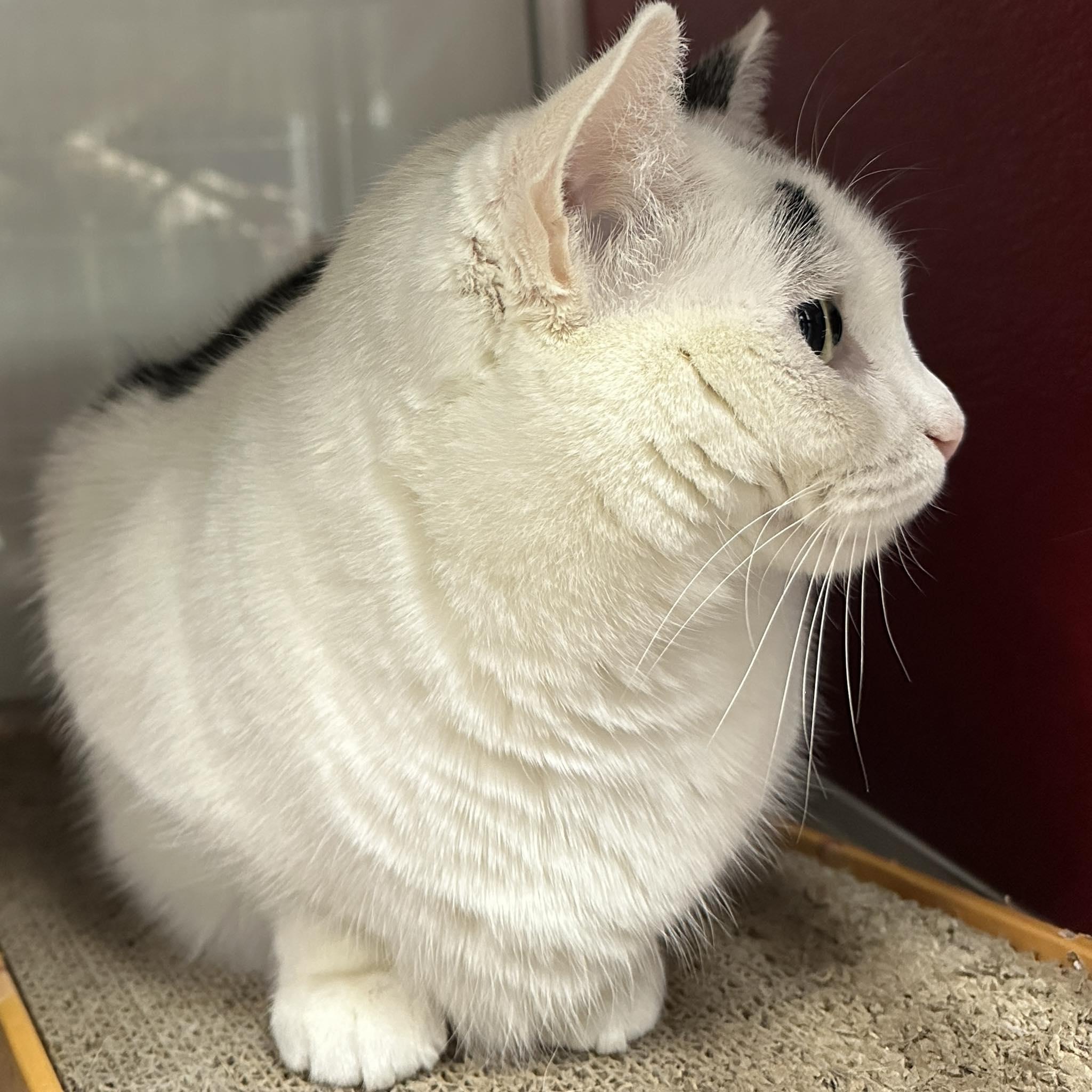 Enlarge Queen Dora, a Adoptable Domestic Short Hair in Ipswich, MA image 4/5